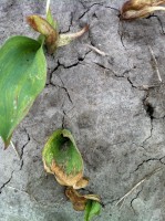 [Frost Damage IMG_0329.JPG]